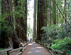 redwoods